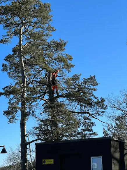 Beskärning Huddinge