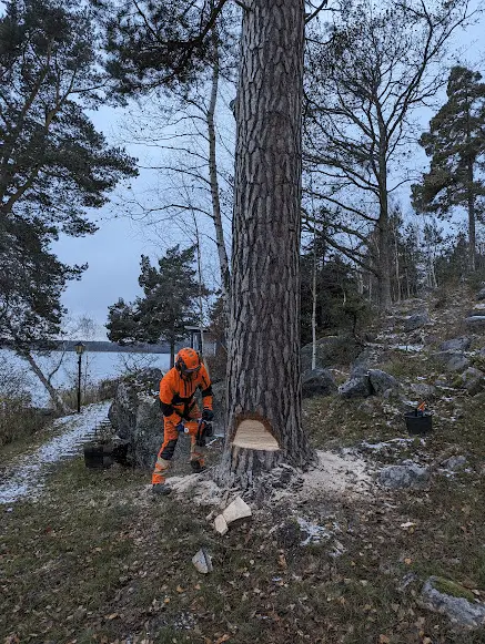 Trädfällning uppdrag Huddinge