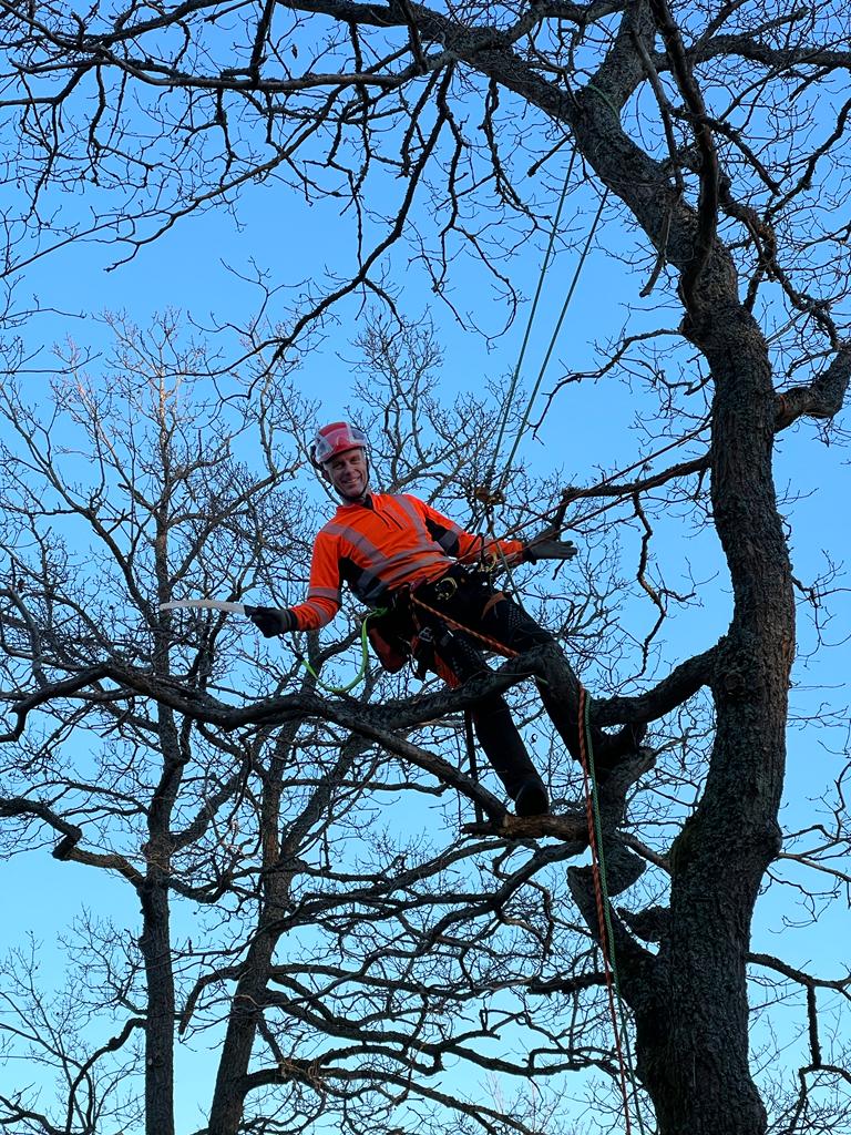 Arborist klättrar i träd i Huddinge