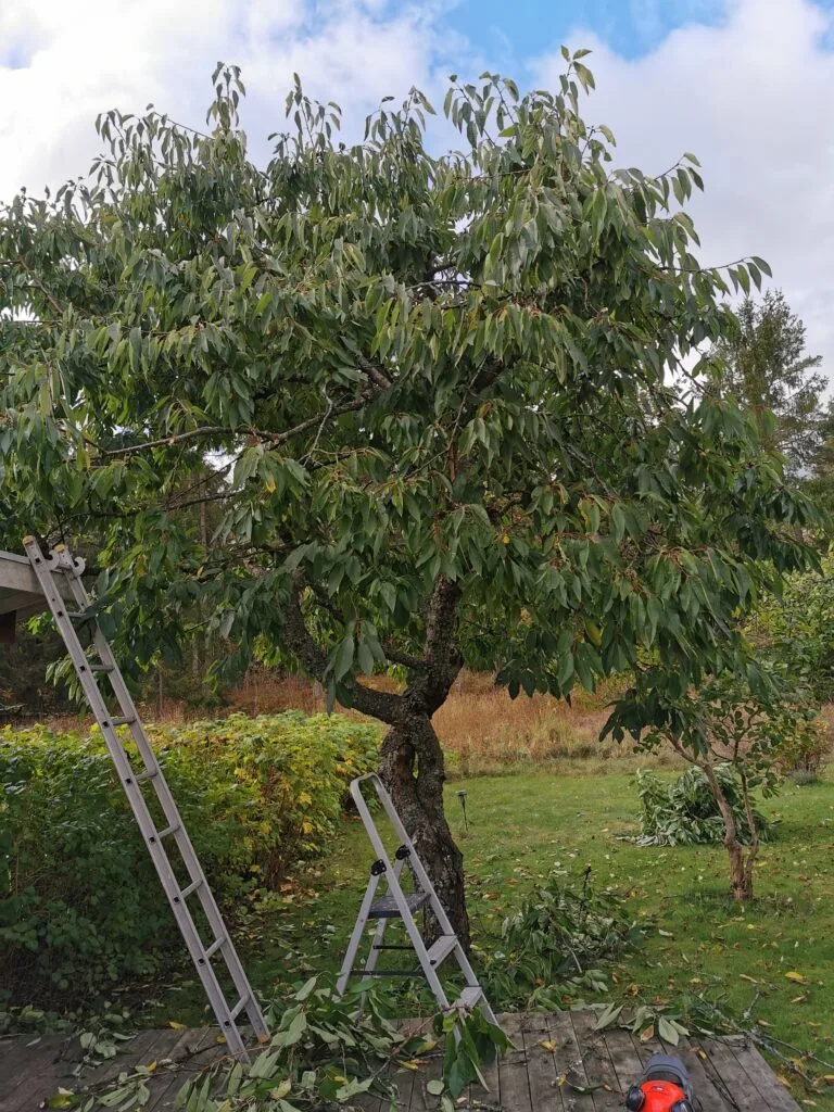 Beskärning Huddinge