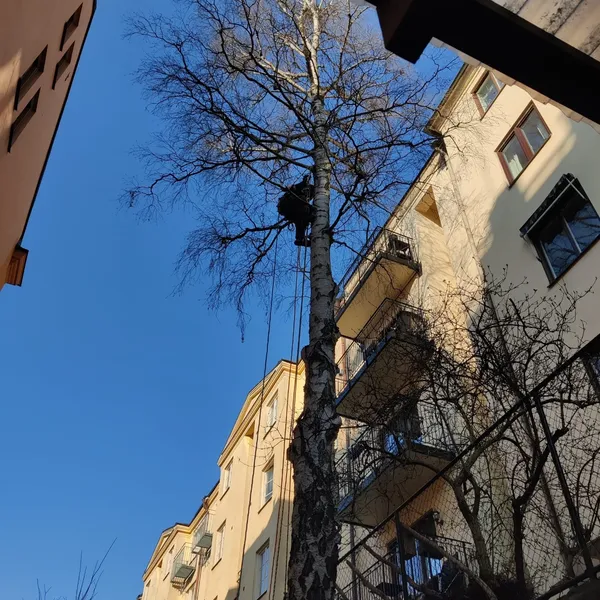 Trädklättring i stadsmiljö