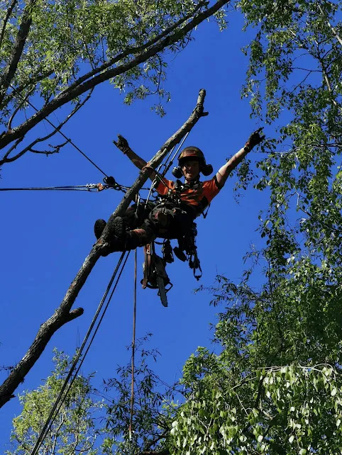 Sektionsfällning med klätterutrustning
